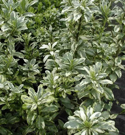 Dettaglio foglie variegate bianco-verdi di Pittosporum heterophyllum