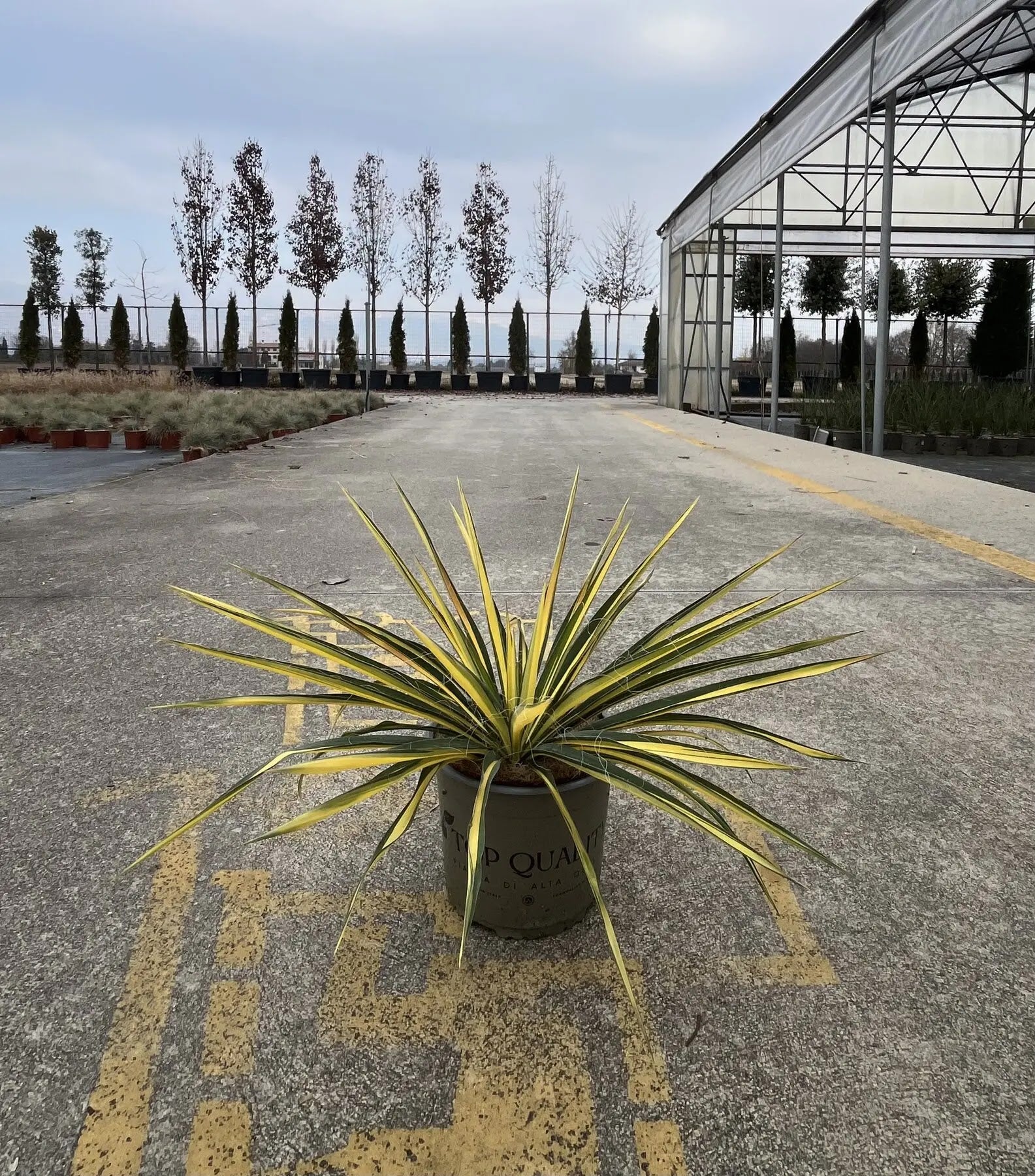 Dettaglio foglie Yucca Color Guard con margini gialli che virano al rosa