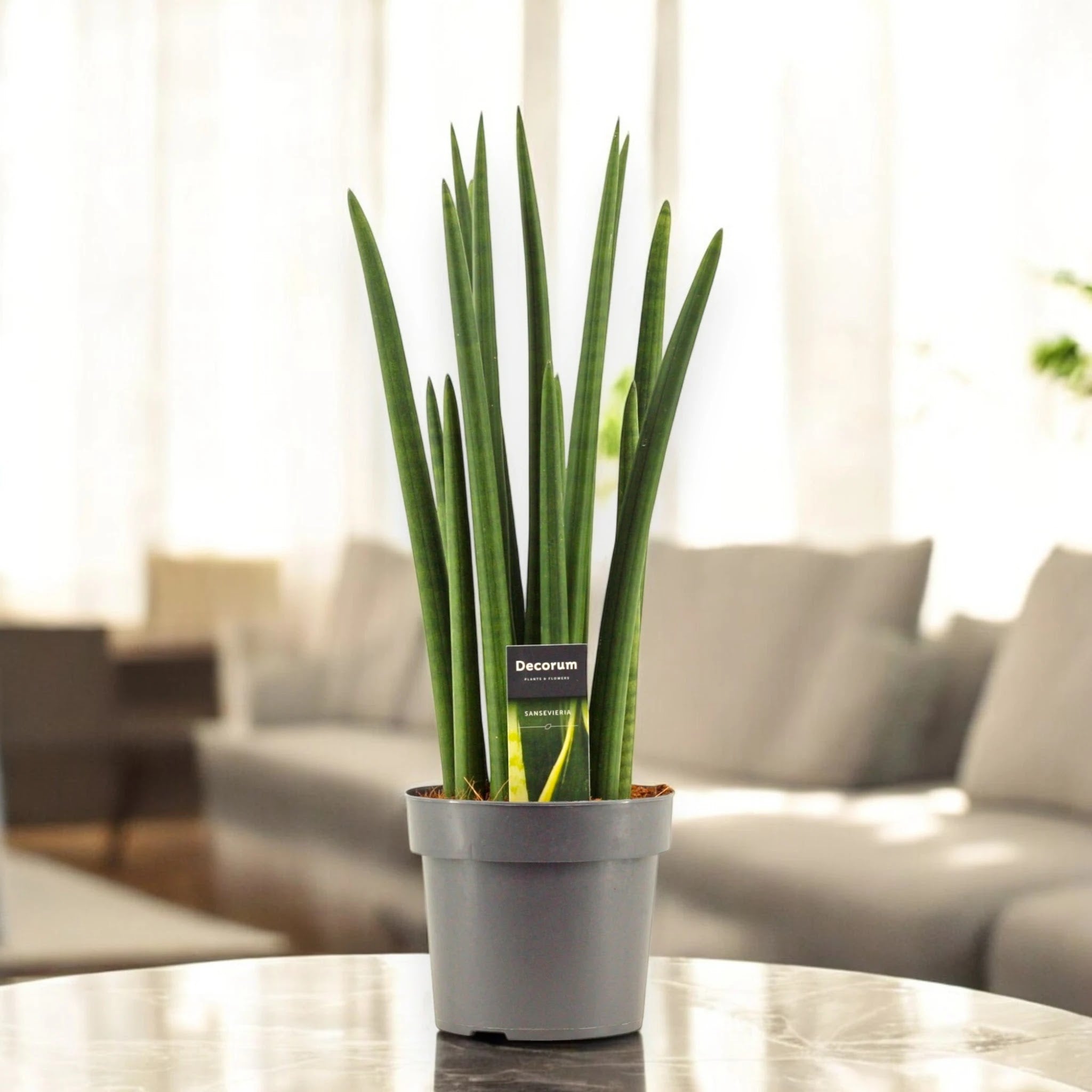 Sansevieria cylindrica 'Rocket'