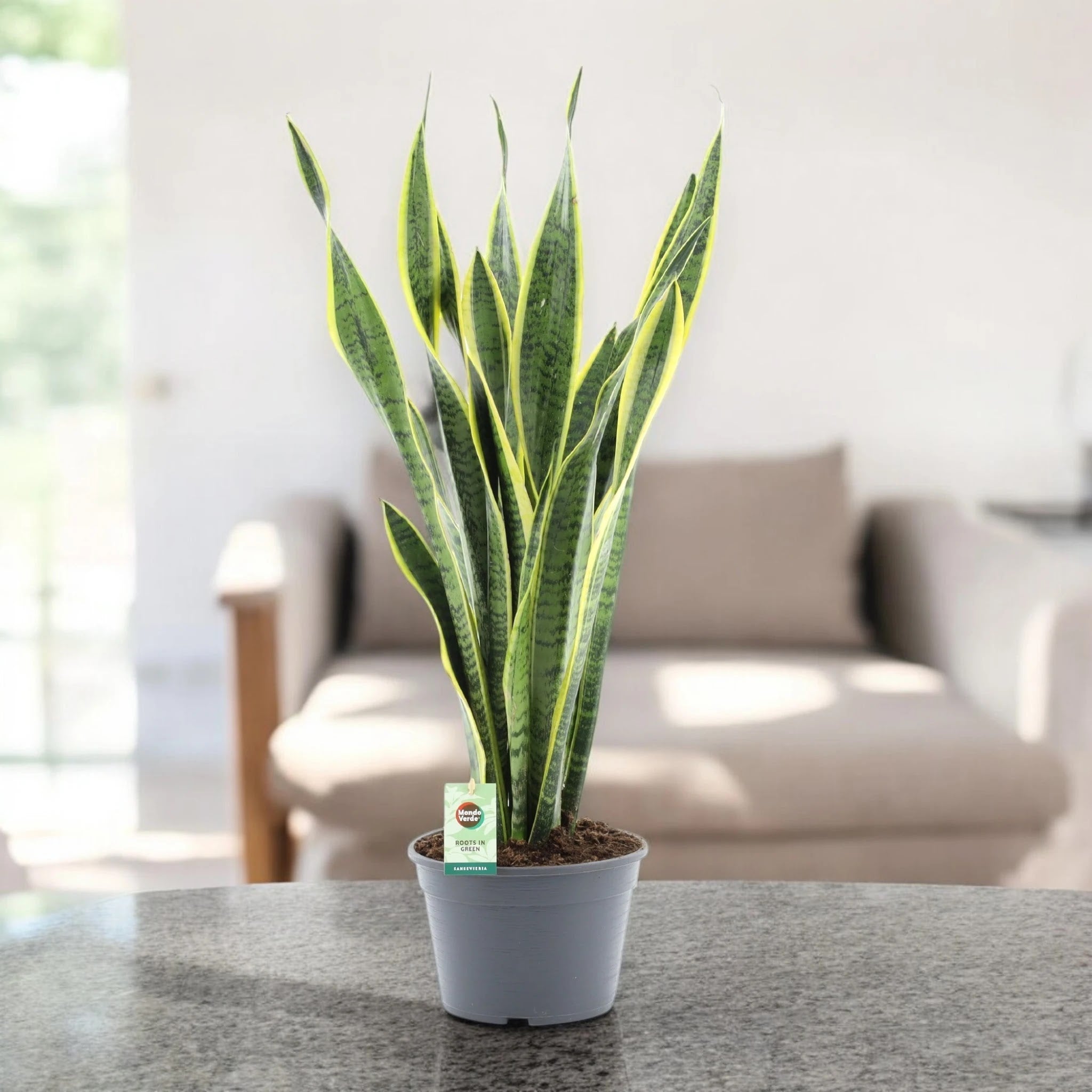 Sansevieria trifasciata 'Laurentii'