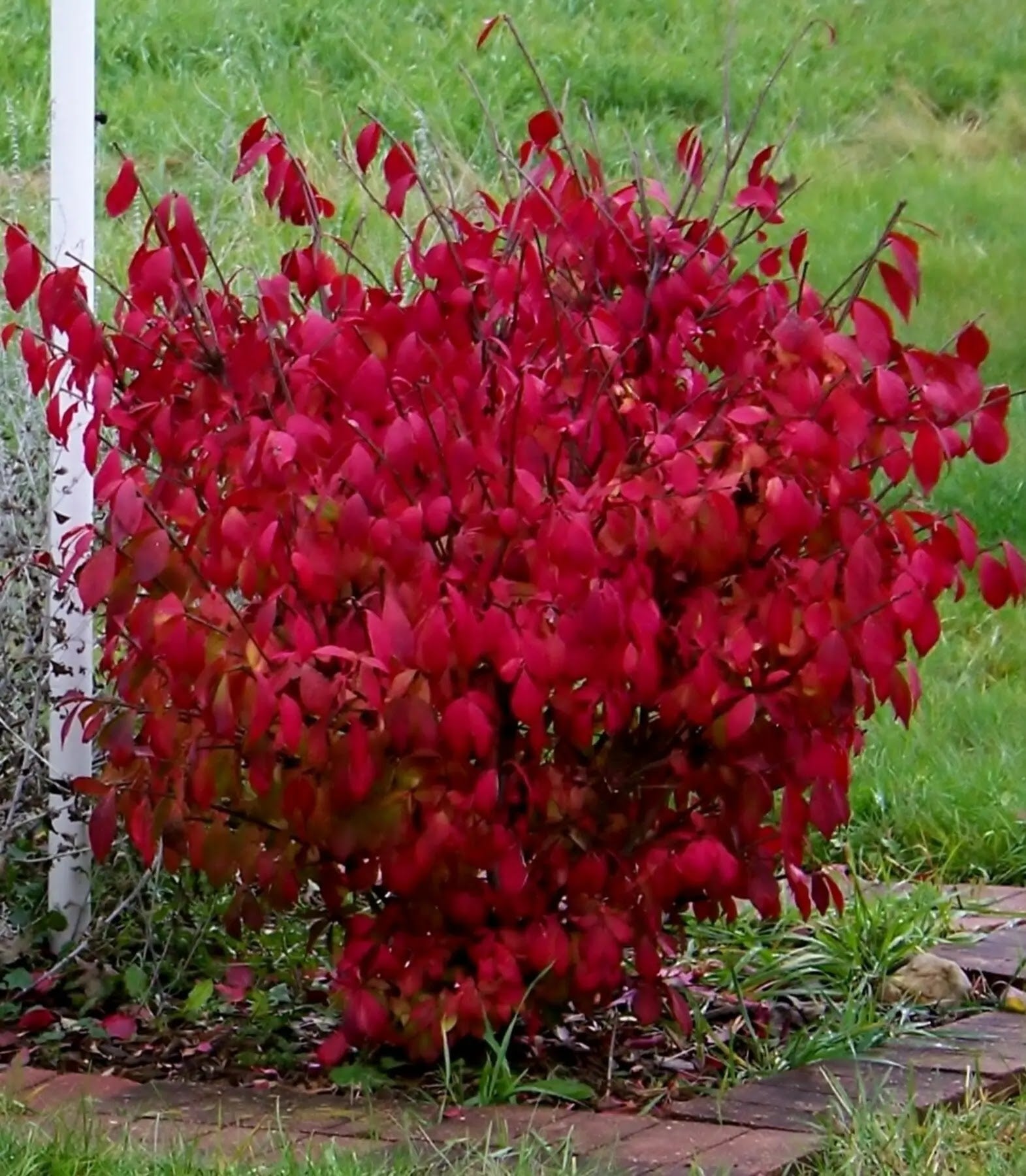 Evonimo - Euonymus 'Alatus'