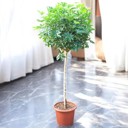 Schefflera arboricola 'Compacta'