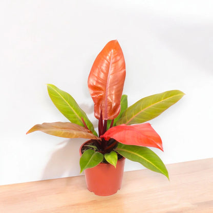 Philodendron 'Prince of orange'