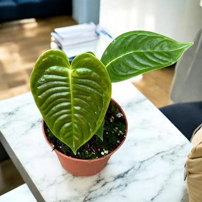 Dettaglio foglia ondulata di Anthurium veitchii con texture vellutata caratteristica