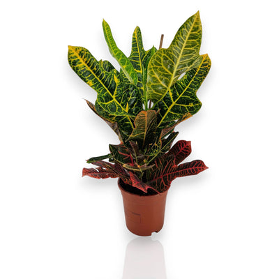Codiaeum variegatum Excellent con foglie multicolori rosse gialle e verdi in vaso da interno