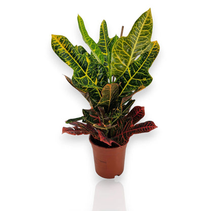 Codiaeum variegatum Excellent con foglie multicolori rosse gialle e verdi in vaso da interno