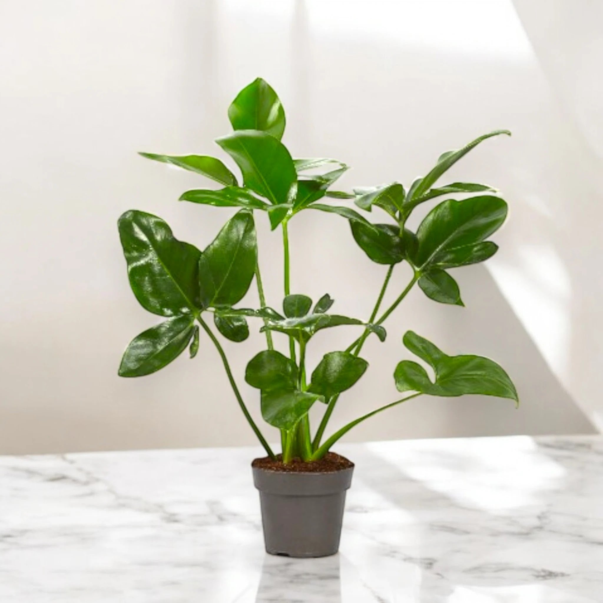 Philodendron 'Fun bun' Green wonder