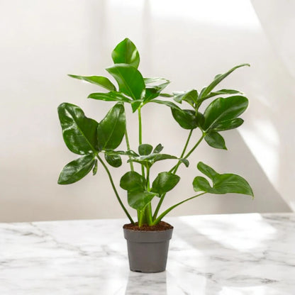 Philodendron 'Fun bun' Green wonder