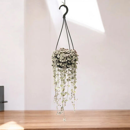 Ceropegia woodii