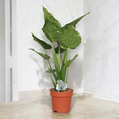 Alocasia cucullata