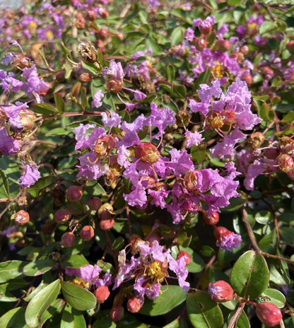 Lagerstroemia indica Viola Repens con portamento tappezzante e fiori violetti in giardino estivo