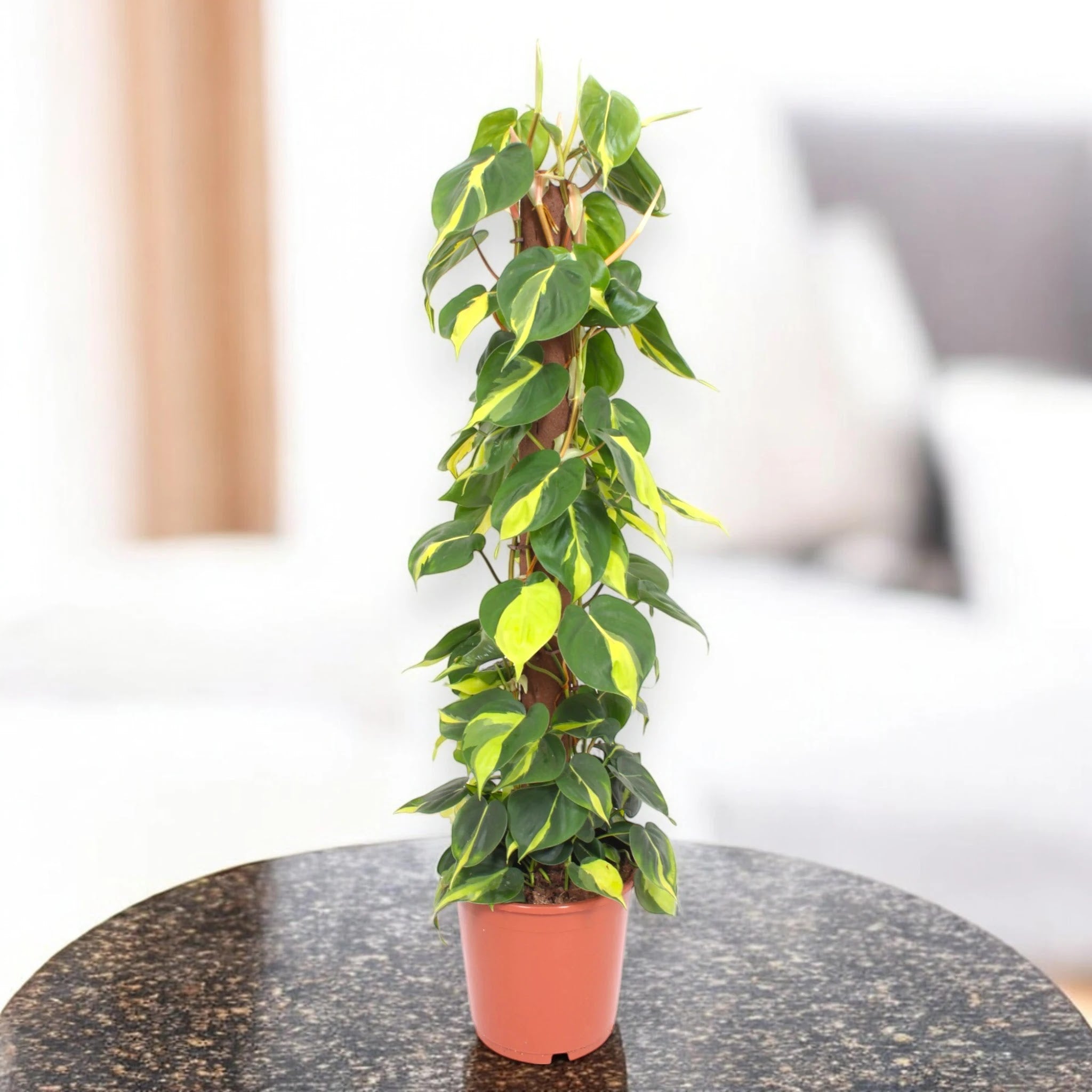 Dettaglio delle foglie a forma di cuore del Philodendron scandens con nervature evidenti