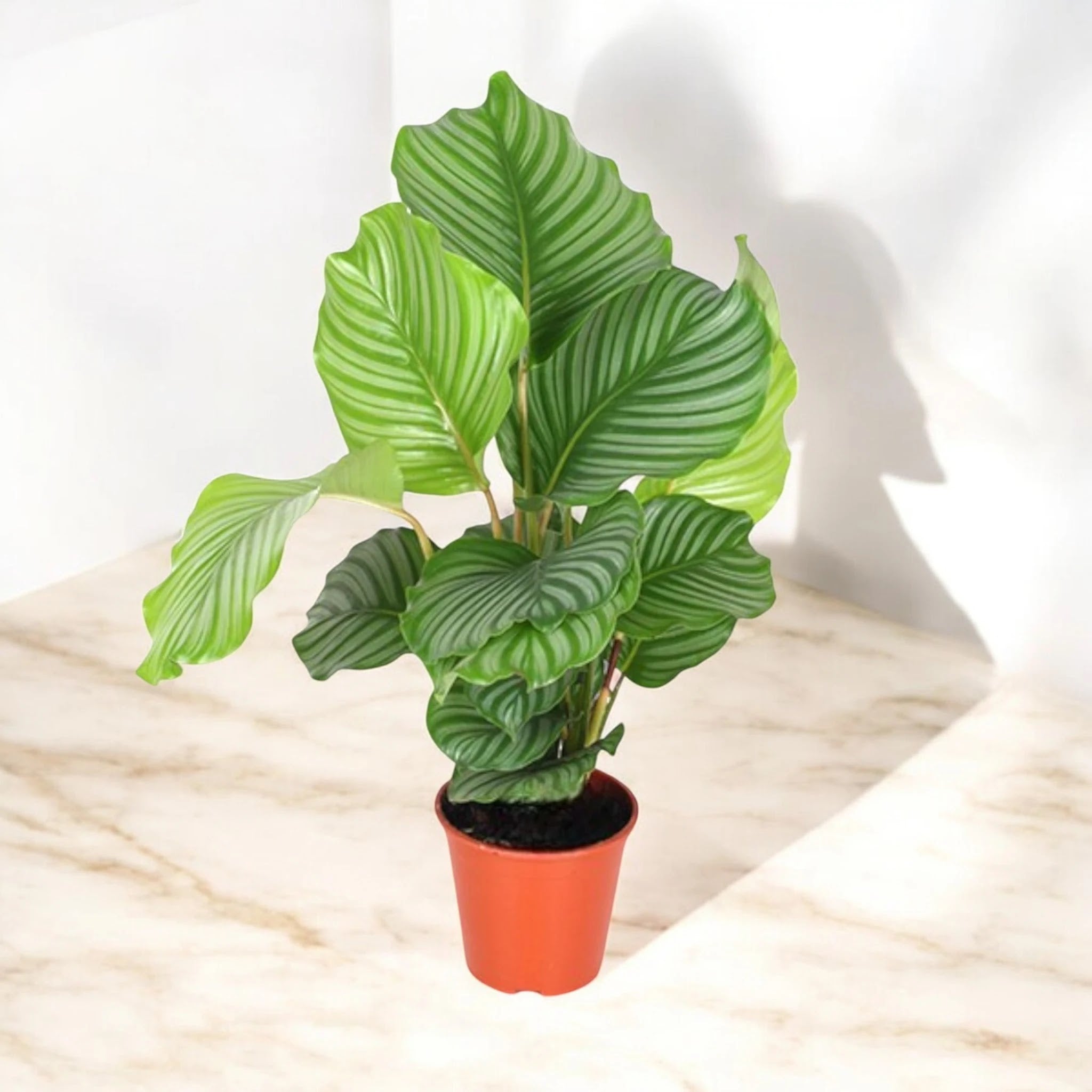 Calathea orbifolia