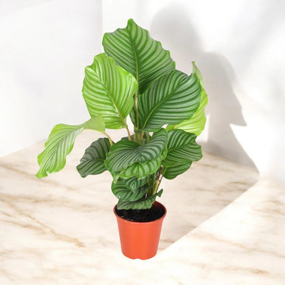Calathea orbifolia