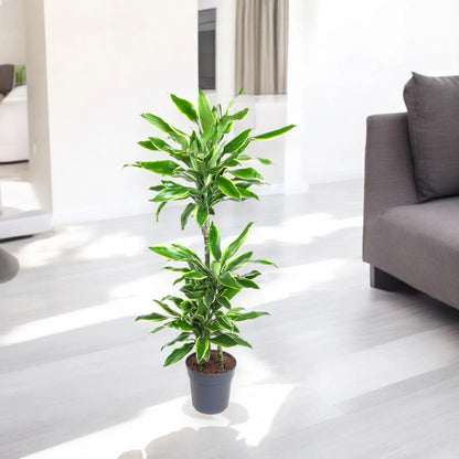 Dracaena fragrans 'Golden coast'