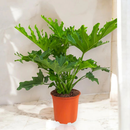 Philodendron 'Little hope'