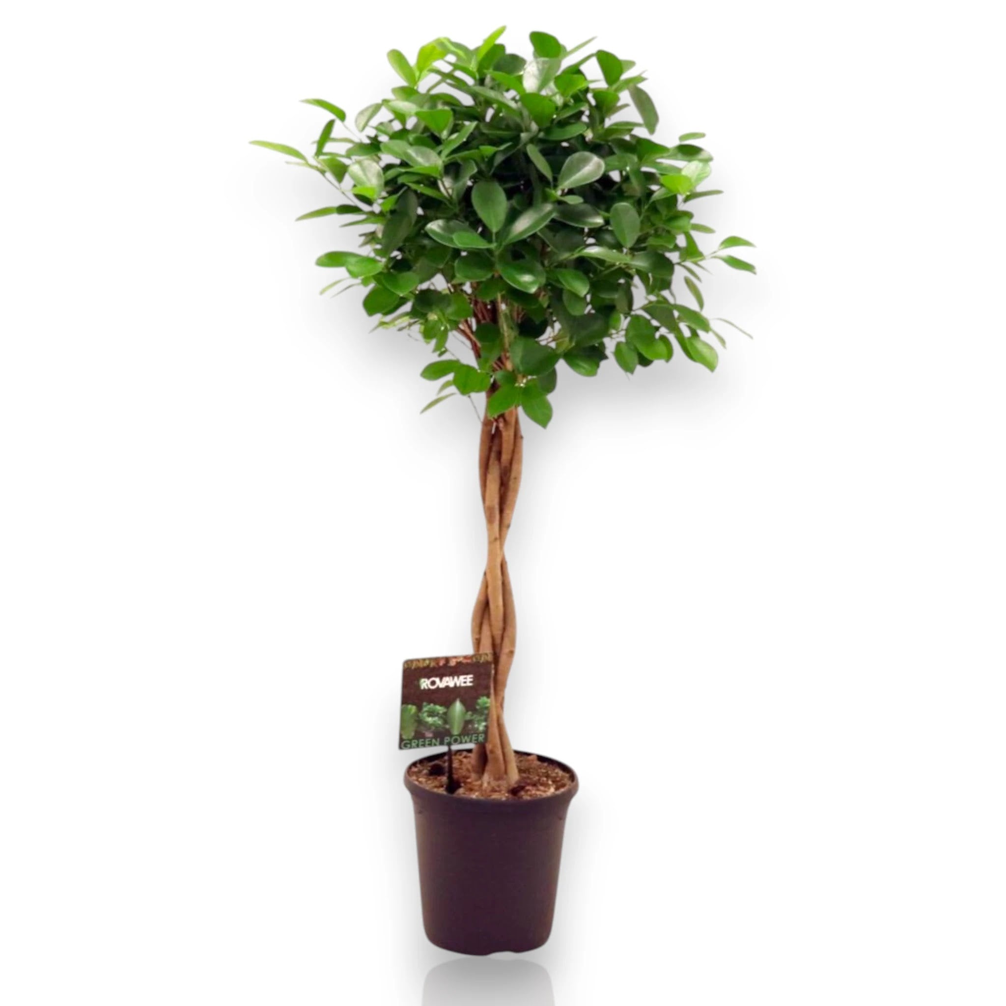 Ficus microcarpa 'Moclame'