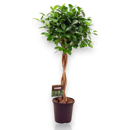 Ficus microcarpa 'Moclame'