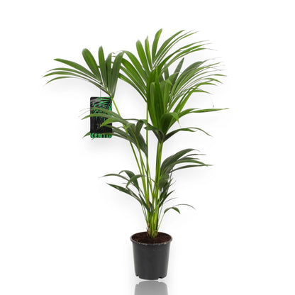 Howea forsteriana (Kentia)