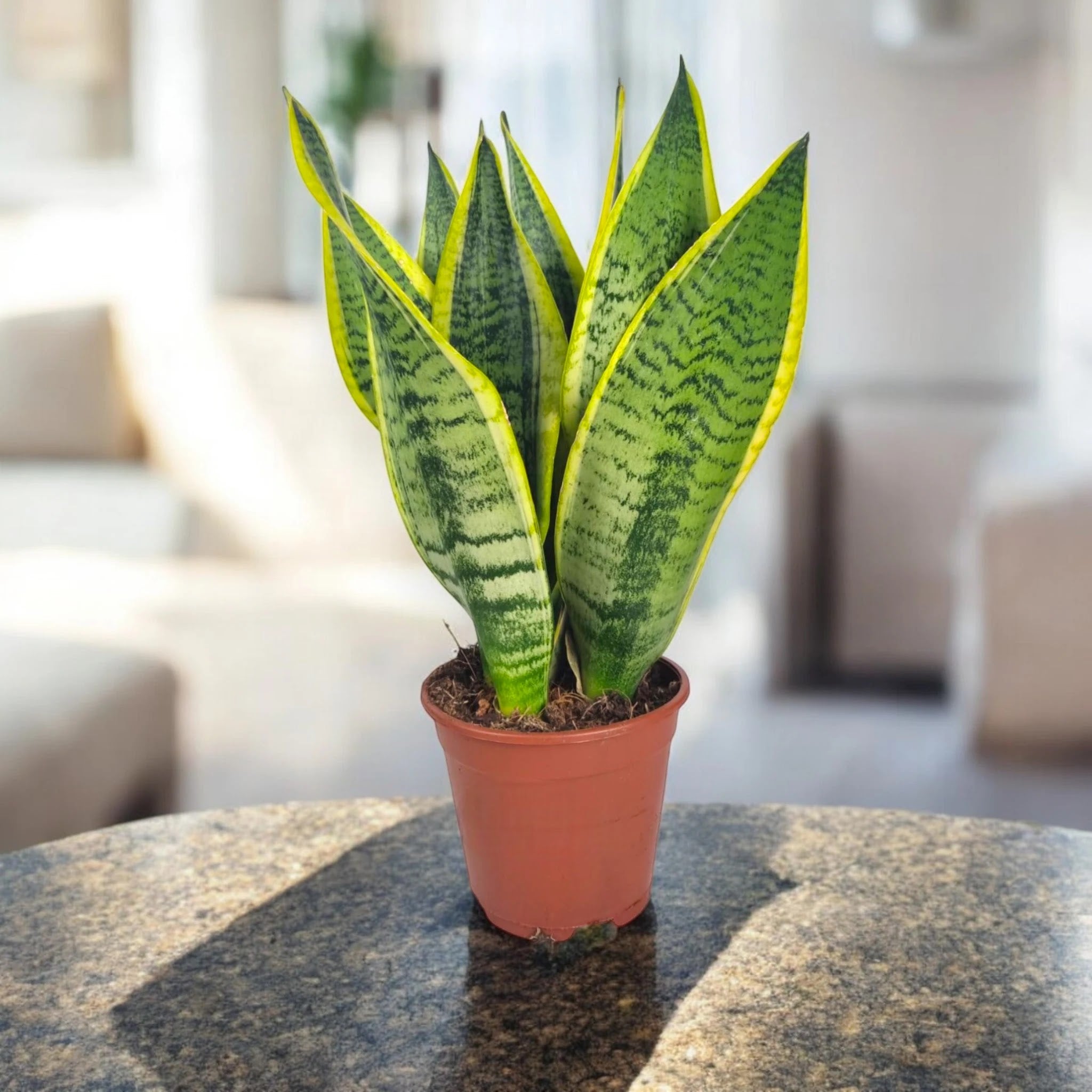Sansevieria trifasciata 'Futura Superba'