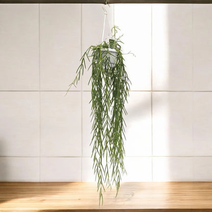 Hoya linearis