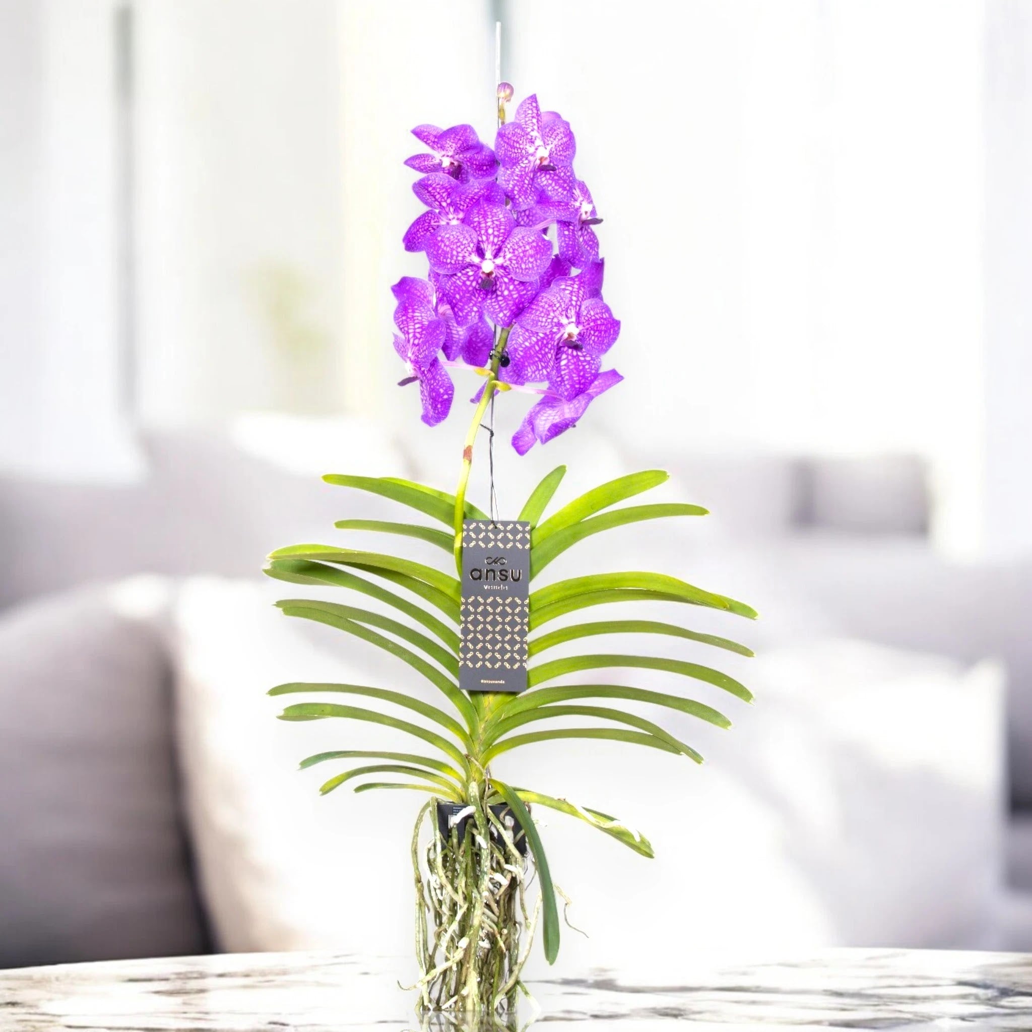 Vanda 'New Blue'