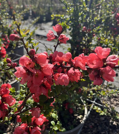 Chaenomeles Pink Lady con fiori rosa sui rami nudi in giardino primaverile