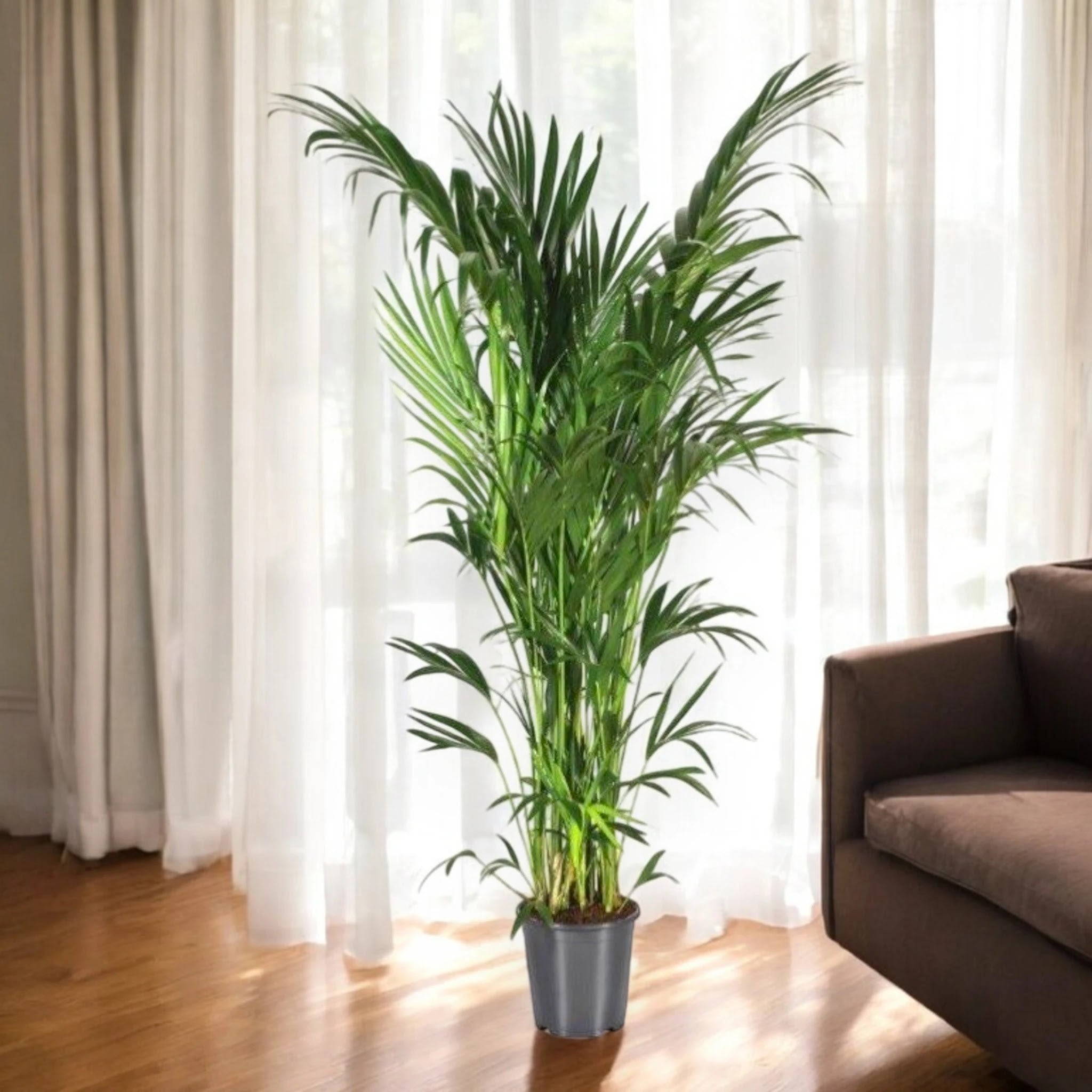 Howea forsteriana (Kentia)