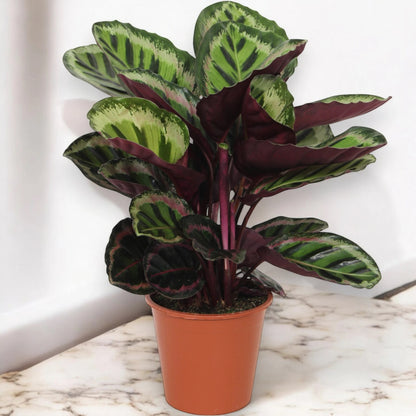 Calathea roseopicta 'Angela'