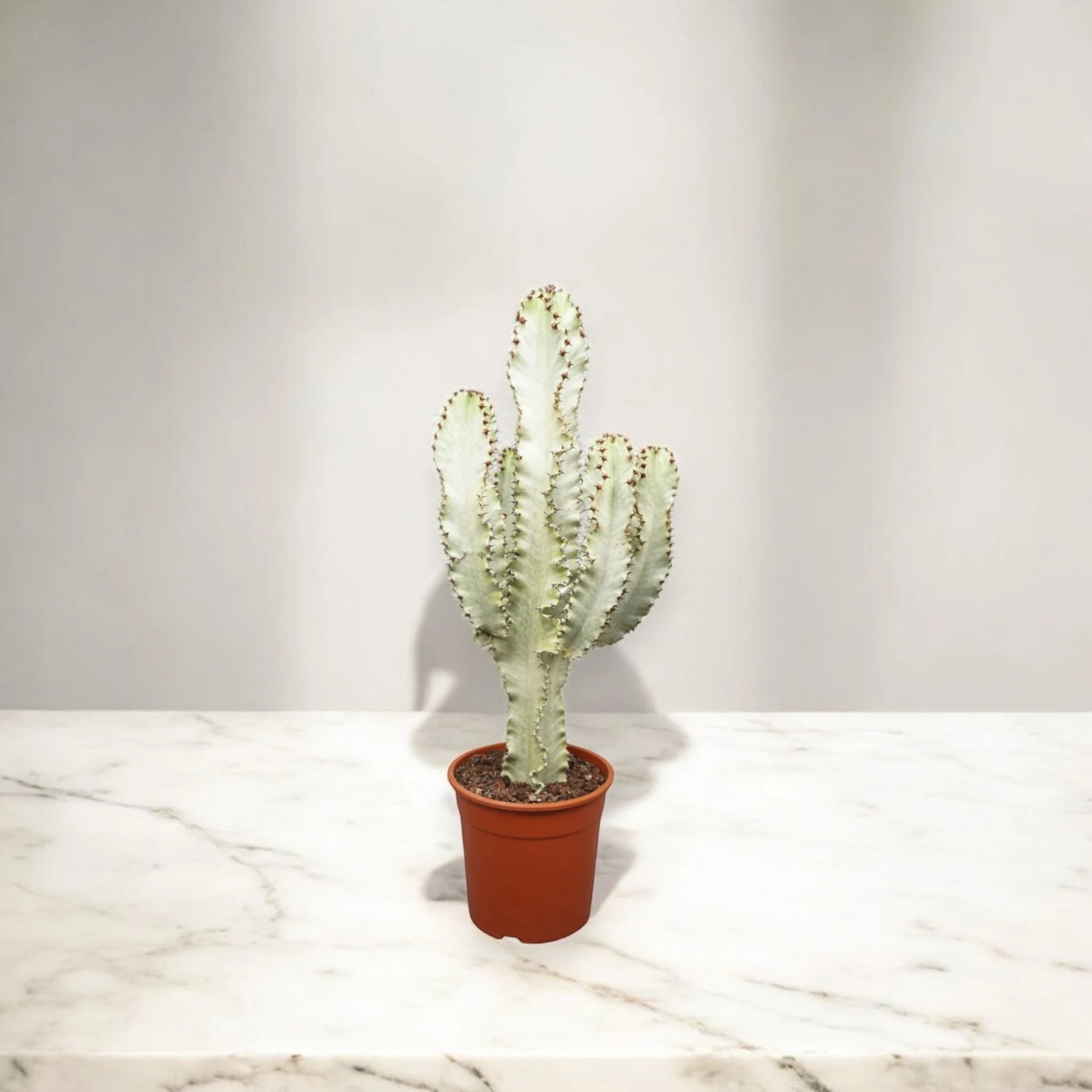 Euphorbia ingens variegata