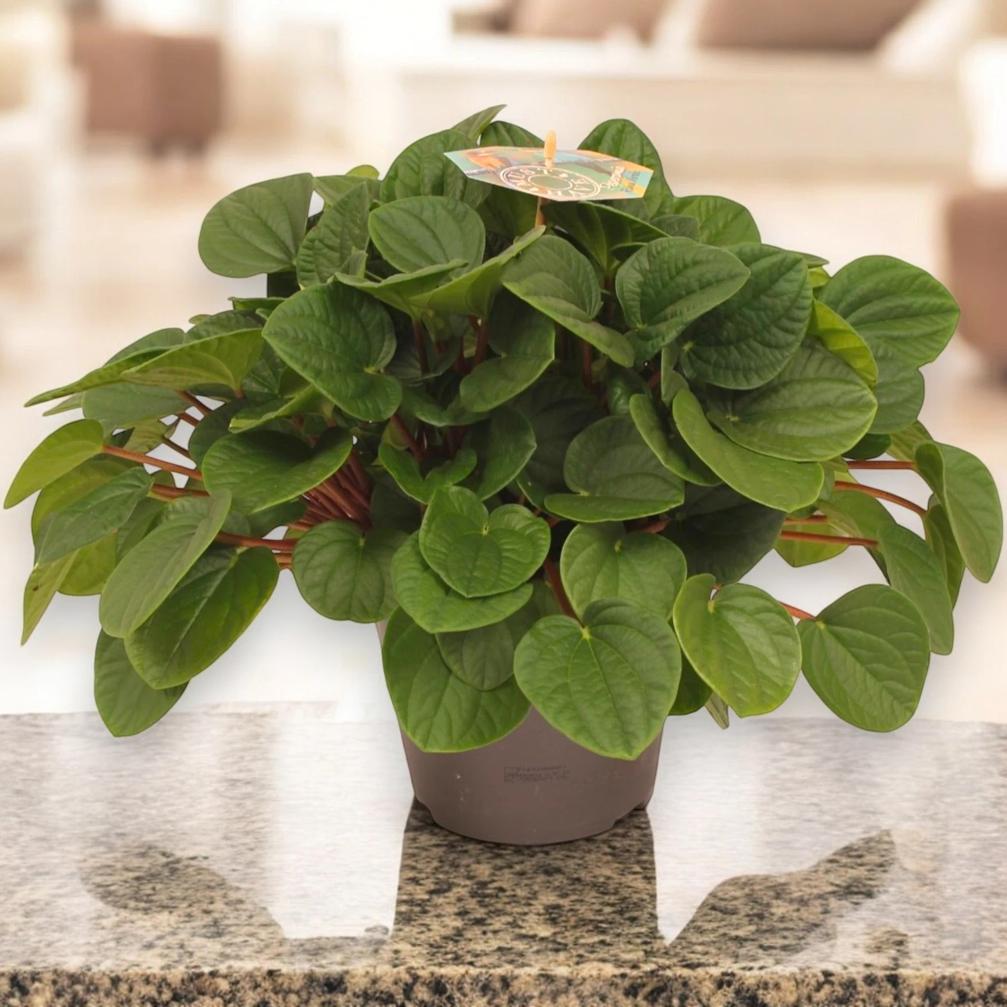 Peperomia albovittata 'Rana verde'