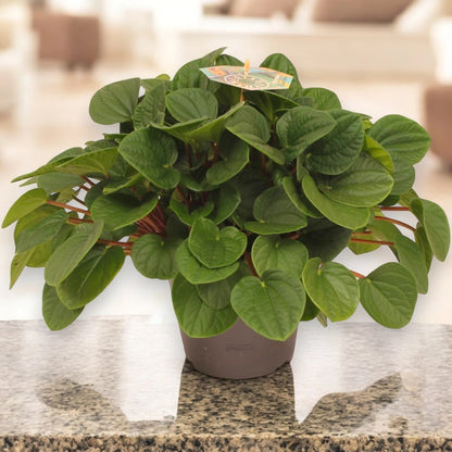 Peperomia albovittata 'Rana verde'