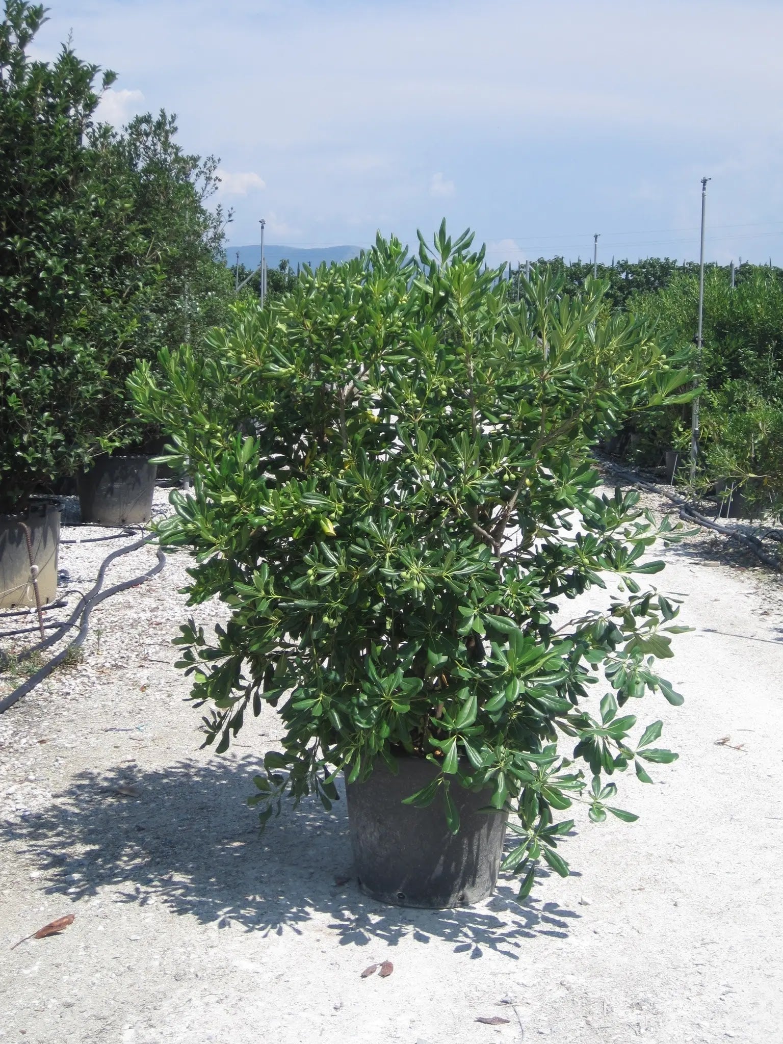 Pittosporo - Pittosporum tobira