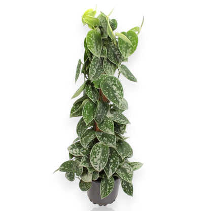 Scindapsus pictus 'Silvery Ann'