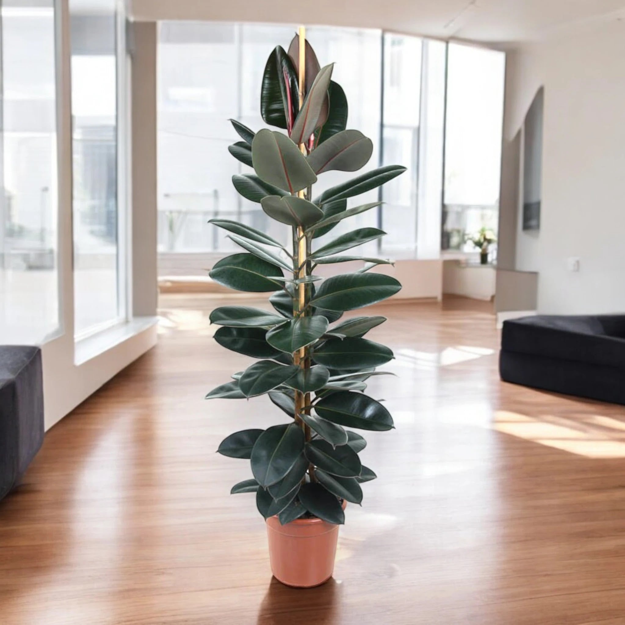 Ficus elastica 'Abidjan'