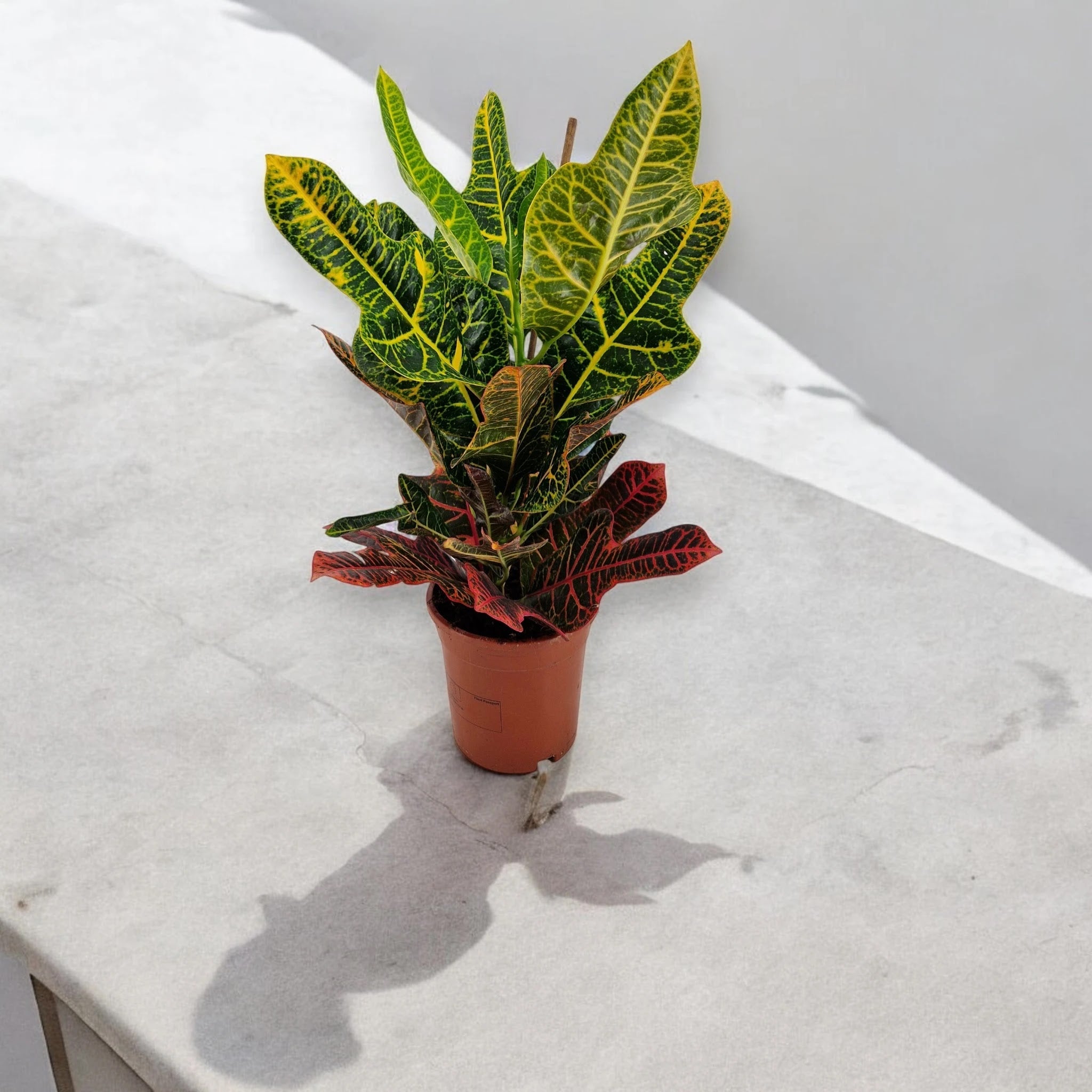 Codiaeum variegatum 'Excellent'