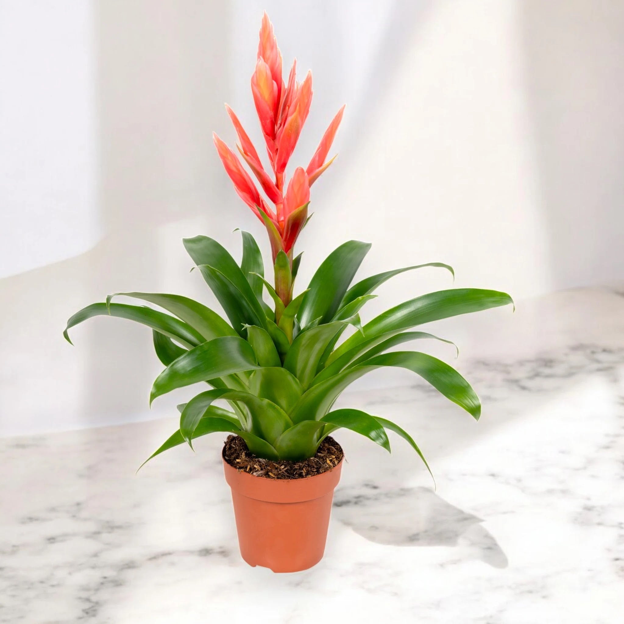 Tillandsia 'Ziva'