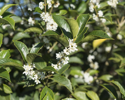 Osmanthus aquifolium arbusto sempreverde con foglie verde intenso spinose in giardino