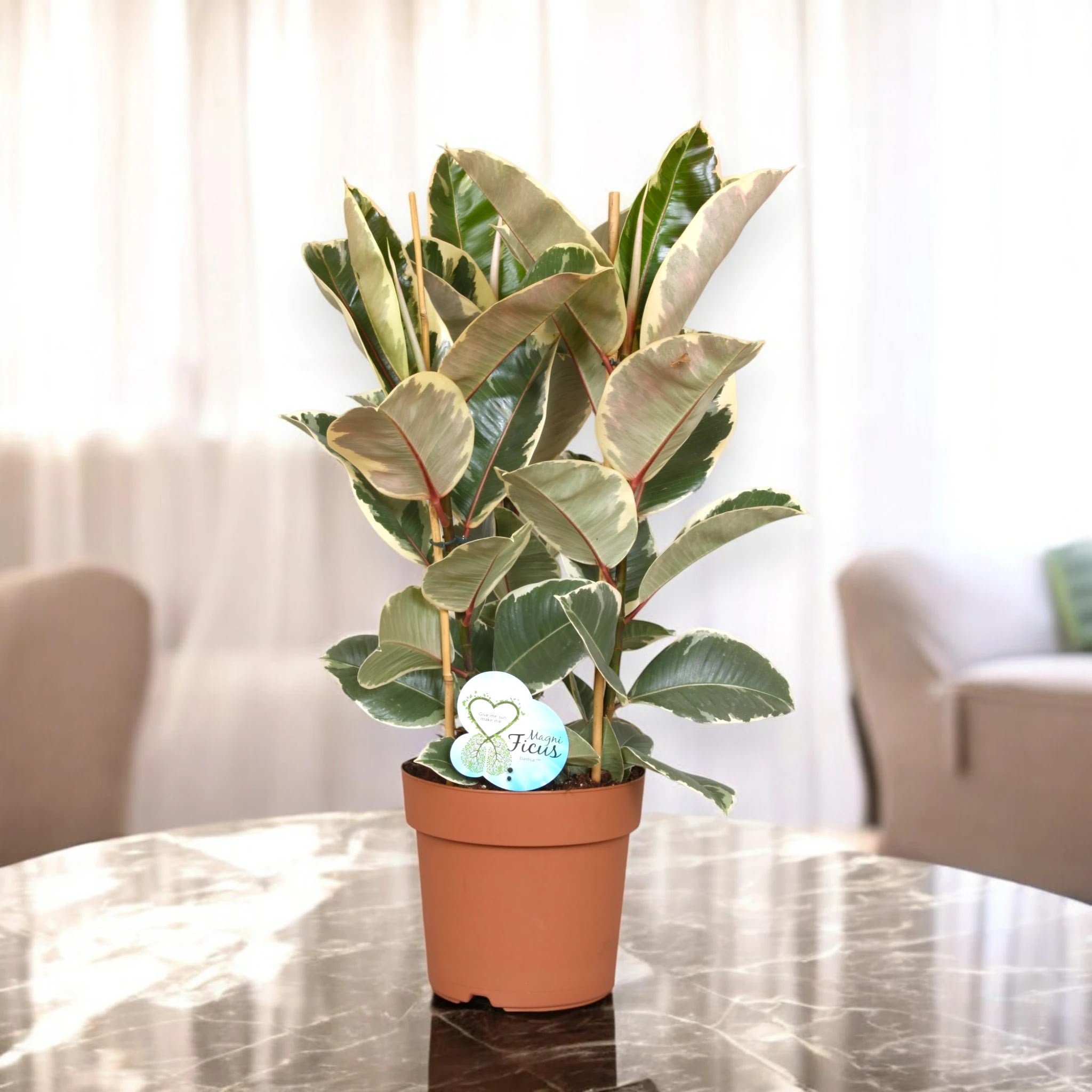 Ficus elastica 'Tineke'