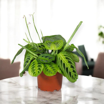 Maranta leuconeura 'Lemon Lime'