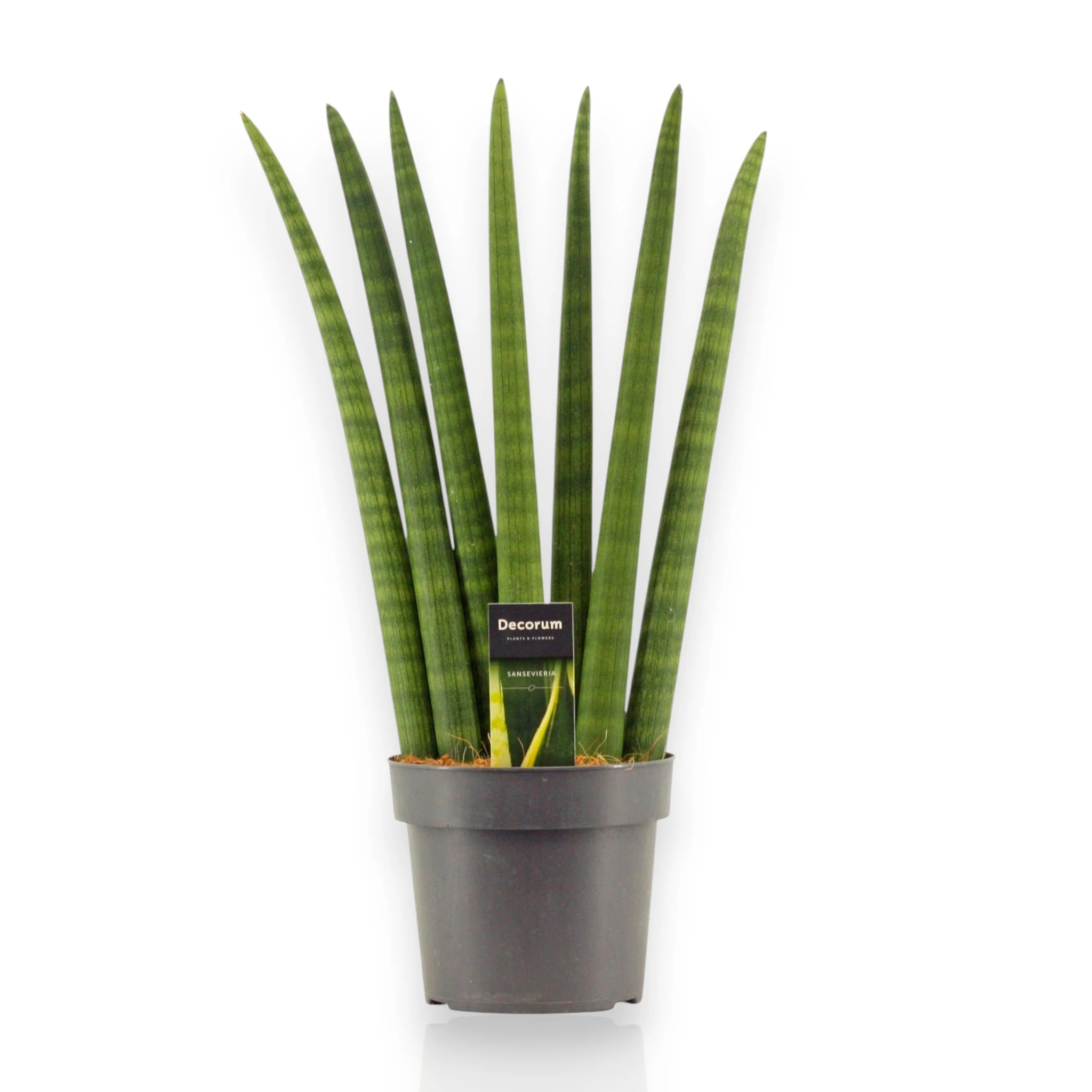 Sansevieria cylindrica 'Fan'
