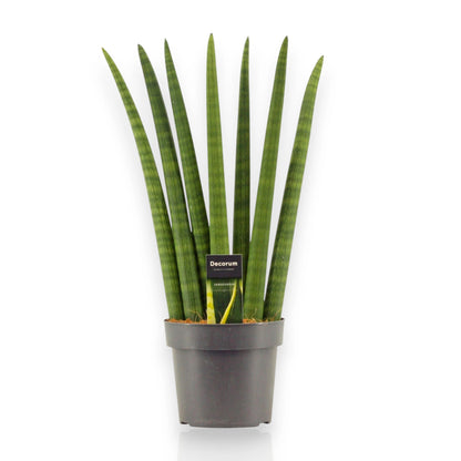 Sansevieria cylindrica 'Fan'