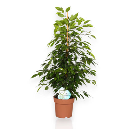 Ficus benjamina 'Anastasia'