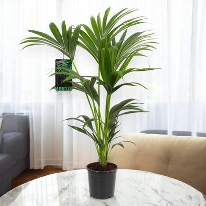 Howea forsteriana (Kentia)