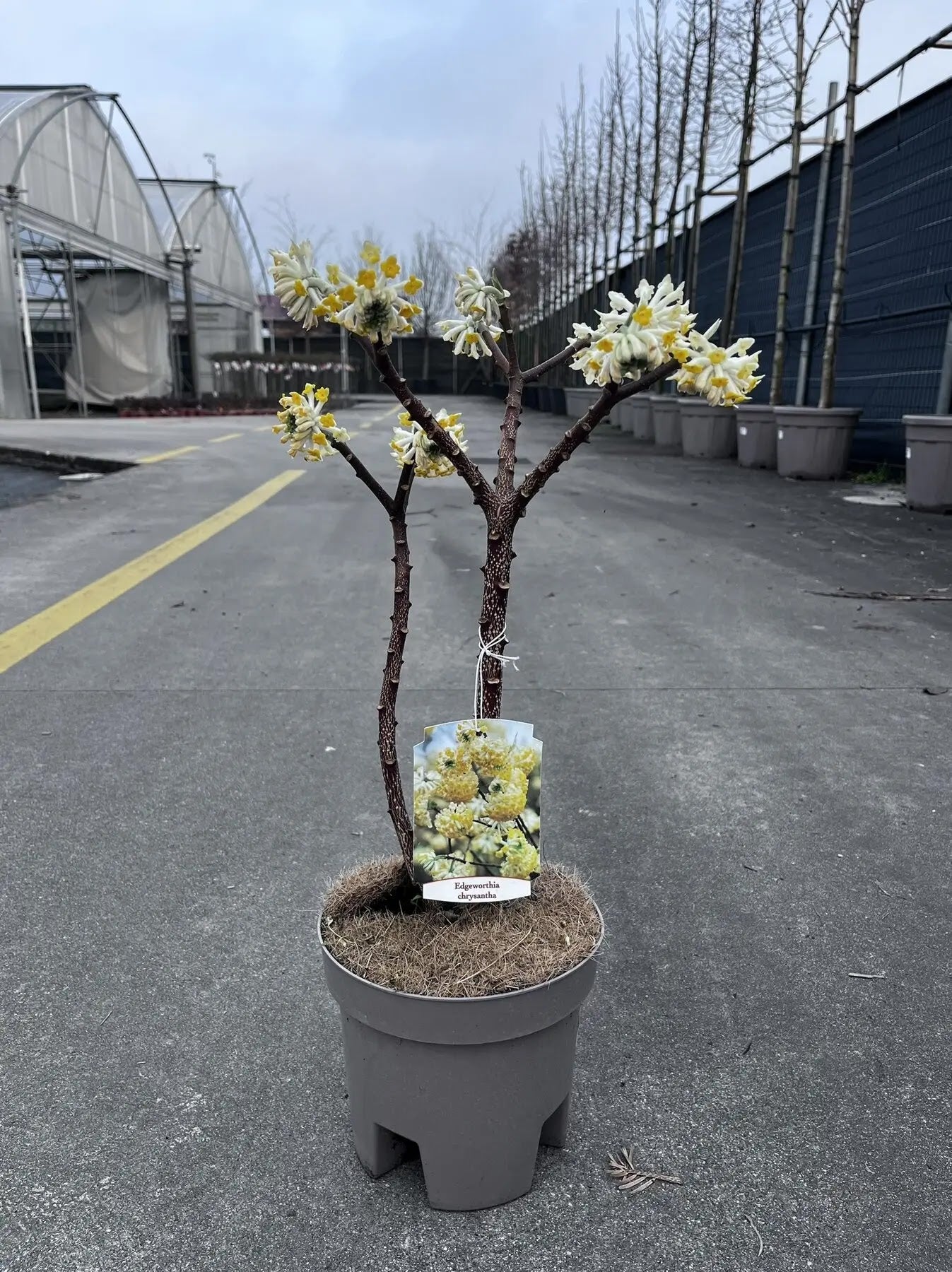 Fiori gialli profumati di Edgeworthia chrysantha riuniti in cime globose durante fioritura invernale