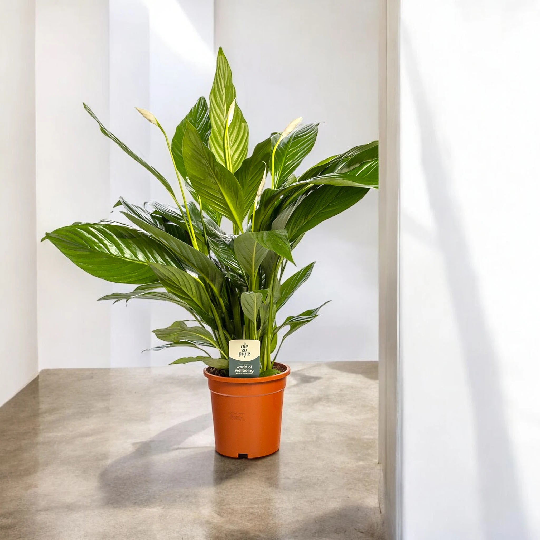 Spathiphyllum 'Sweet Lauretta'