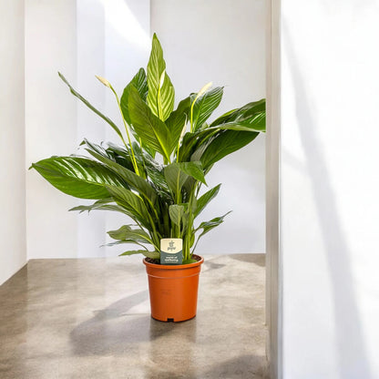 Spathiphyllum 'Sweet Lauretta'