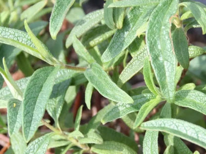 Dettaglio fiori fucsia e foglie profumate grigio-argentee di Cistus pulverulentus