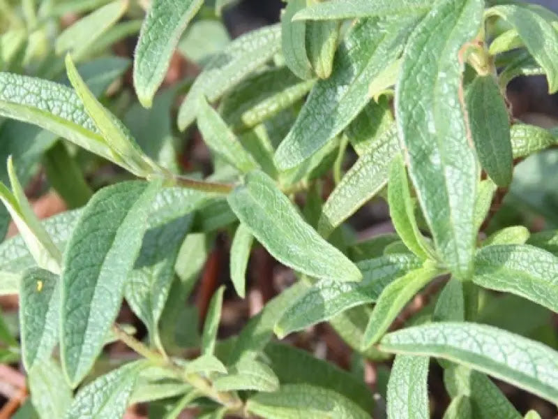Dettaglio fiori fucsia e foglie grigio profumate di Cistus pulverulentus