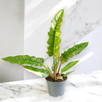 Philodendron ring of Fire